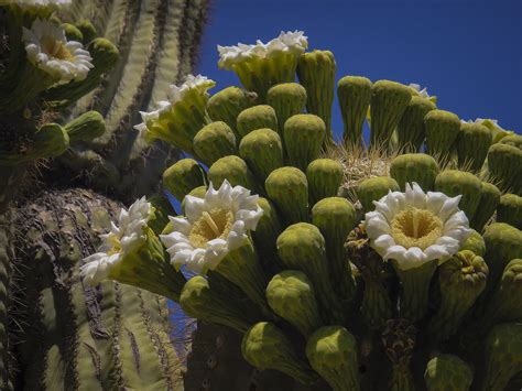 Saguaro Cactus Flowers Photograph by Penny Lisowski