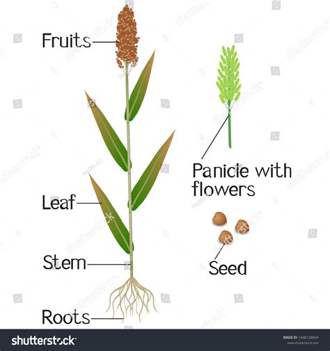 Parts Sorghum Plant On White Background Stock Vector (Royalty Free) 1448128094 | Shutterstock