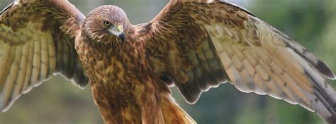 Swamp harrier - Alchetron, The Free Social Encyclopedia