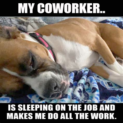 Funny Boxer Dog Memes: Working from Home Jobs Edition - ItsaBoxerDogsLife