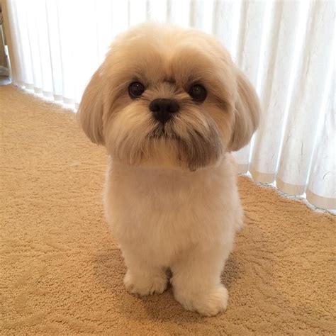 Shih Tzu cute | Recipes for Holly | Pinterest | Dog and Shih tzus