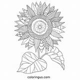 Sunflower Coloring Pages Free Printable PDF sketch template