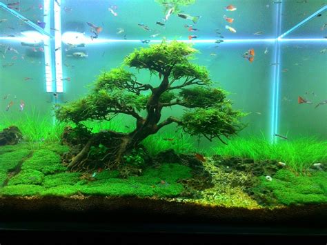 Freshwater Fish Tank Ideas | Aquascape Inspiration | Fish tank plants ...