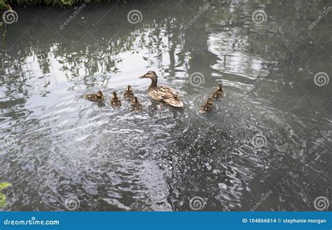 Family of Geese with Six Baby Geese Swimming Stock Photo - Image of ...