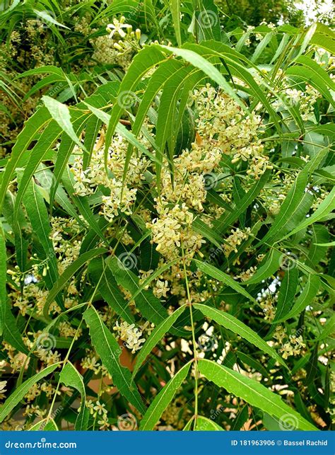 Aromatic Neem Tree it is Dense White Flowers Stock Photo - Image of small, herb: 181963906