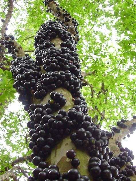 Jaboticabeira - I love trees! | Grape tree, Trees to plant, Fruit trees