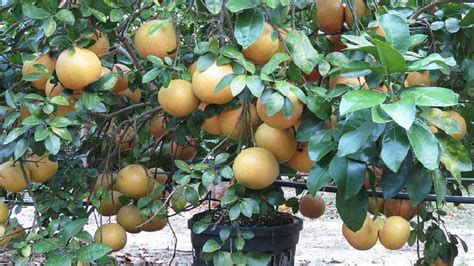 Growing Grapefruits – Agrihortico