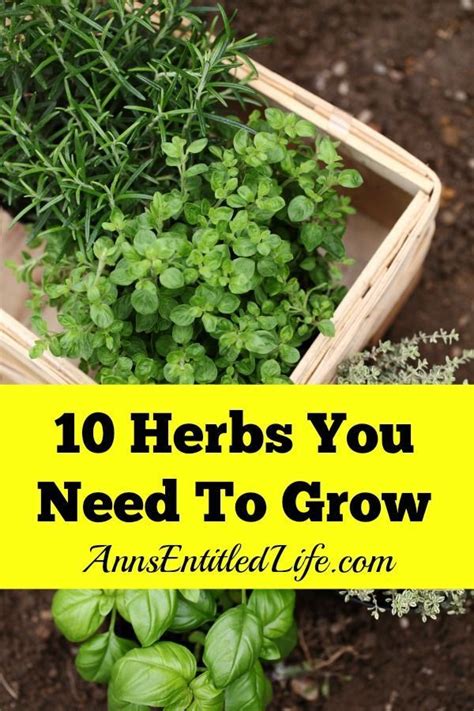 Gardening | Veggie garden, Growing herbs at home, Herbs