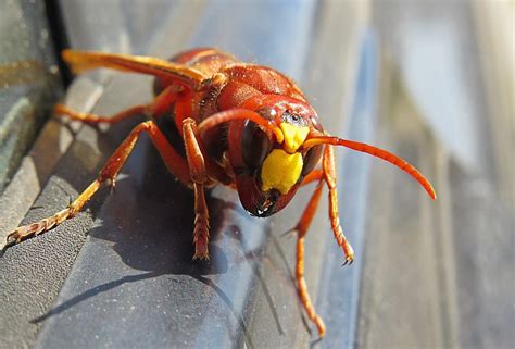 What You Need To Know About The Asian Giant Hornet | Orkin Canada