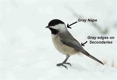 Birding Basics | Black capped chickadee, Chickadee bird, Chickadee