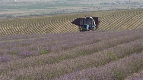 Lavender Harvesting Techniques, Stock Footage | VideoHive