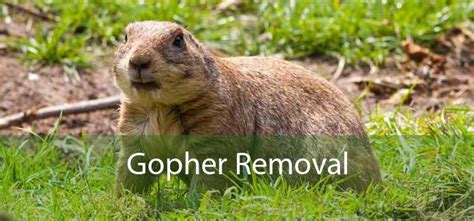 Gopher Removal - Gopher Removal Professionals Near Me