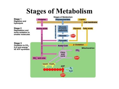 PPT - Stages of Metabolism PowerPoint Presentation, free download - ID:3300482