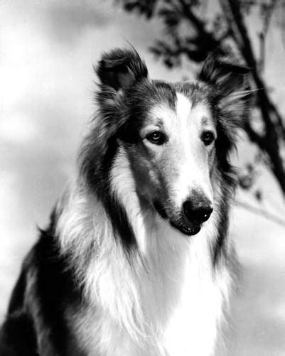 Lassie Poster and Photo 1021028 | Free UK Delivery & Same Day Dispatch ...