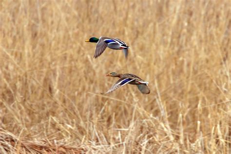 Top 10 Tips for Duck Hunting | CastnBlast Advisor