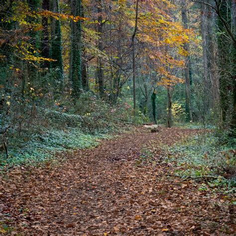 Path through autumn wood | Dearborn Park Decatur (Midway Woo… | Flickr