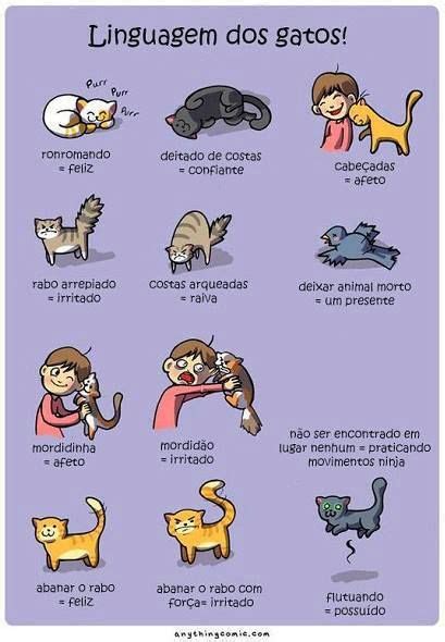 Linguagem dos gatos - http://www.comofazer.org/animais/linguagem-dos ...