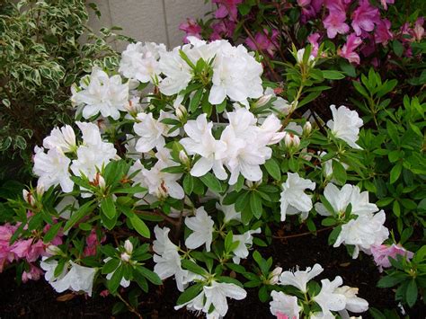 Rhododendron Indicum Azalea Mrs GG Gerbing Pint Plant | Etsy