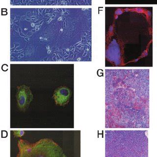 Syncytia are highly ordered structures. HT1080 cells were transiently ...