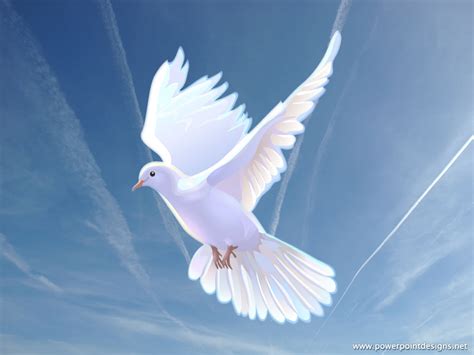 Doves images Dove HD wallpaper and background photos (31209120)