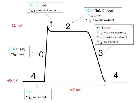 Cardiac action potential - Wikipedia