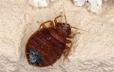 Blog - Stay Ahead Of Bed Bug Infestations In Las Vegas