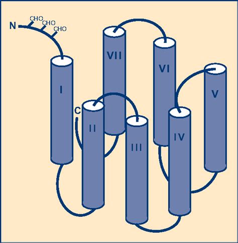 Figure 2 from Dopamine Receptors Dopamine Receptors Table 1. Dopamine Receptor Subtypes Defined ...