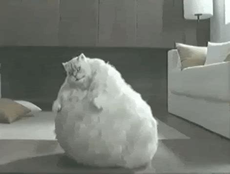 Fat Cat Dancing gif by SanFrancisco__ | Photobucket