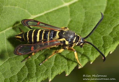 Ohio Birds and Biodiversity: Riley's Clearwing Moth, a remarkable mimic