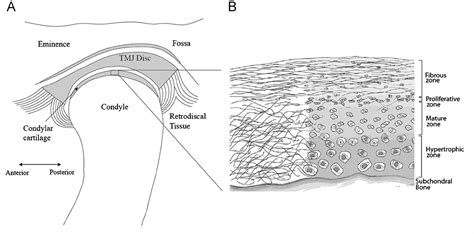 Biomechanical properties of the mandibular condylar cartilage and their relevance to the TMJ ...