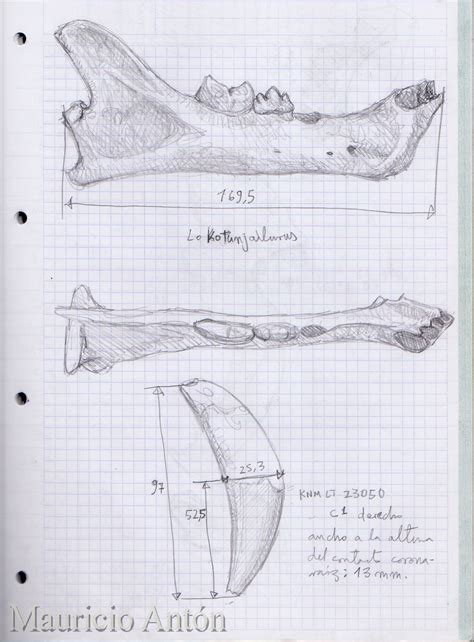 Mauricio Anton on Twitter: "Back in 1999 I made these live sketches of the fossils of ...