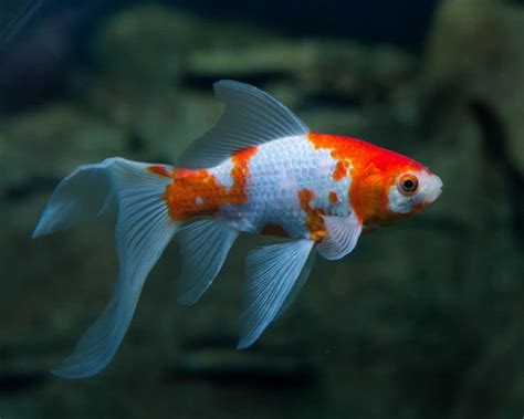 Goldfish FAQ - Fish Care