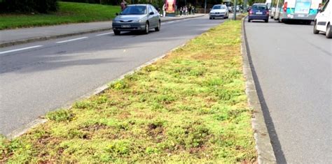 Median strip with Sedum groundcover - Sempergreen