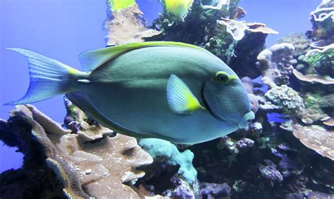 A Surgeon Fish Patrols a Coral Reef, Maui, Hawaii Photograph by Derrick Neill - Fine Art America