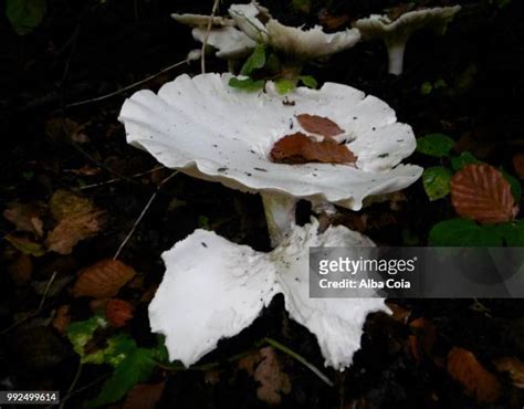 345 Death Angel Mushroom Stock Photos, High-Res Pictures, and Images - Getty Images