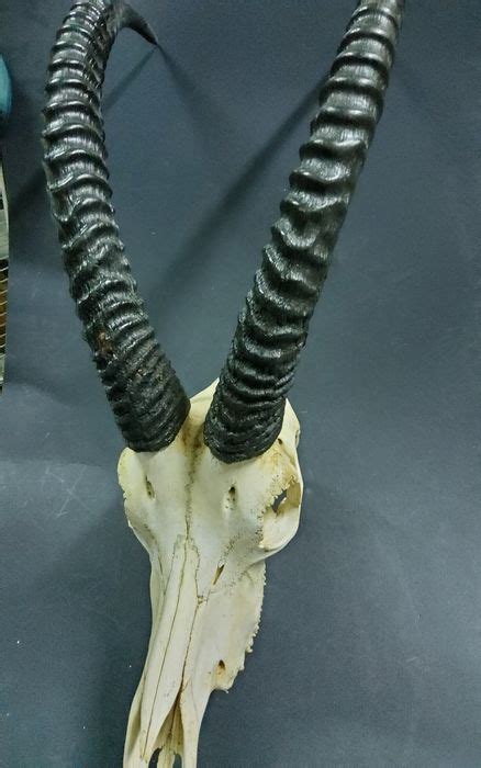 Roan Antelope Horns - Hippotragus Equimus - 123×28×75 cm - - Catawiki