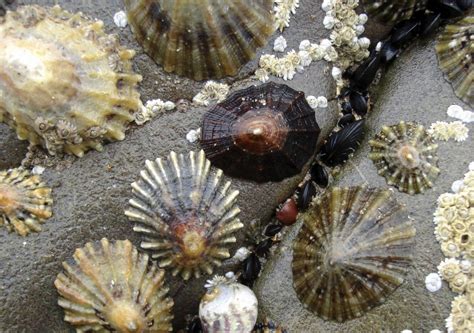 Scientists have discovered nature’s newest strongest material | Limpet shell, Shells, Sea shells