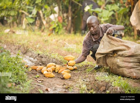 Cocoa Harvesting High Resolution Stock Photography and Images - Alamy