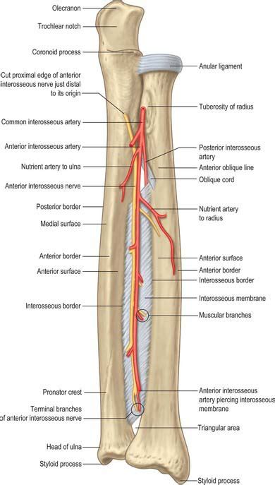 Interosseous Membrane Arm