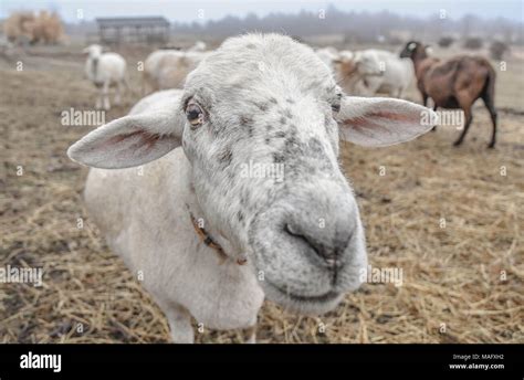 Curious sheep hi-res stock photography and images - Alamy