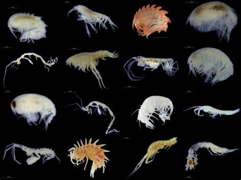 Thursday Amphipod — Norwegian Marine Amphipoda | The Invertebrate ...