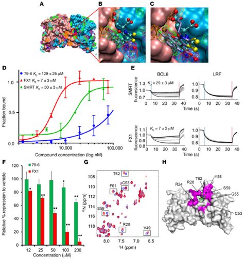 Identification and characterization of FX1 as a BCL6 BTB inhibitor. (A ...