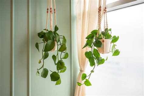 Live Your Cottagecore Dream With These Indoor Hanging Plants