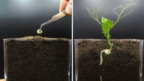 Growing Pea Time Lapse - YouTube