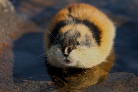 Lemmings are small rodents, usually found in or near the Arctic, in tundra biomes. They are ...