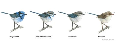 Meet the Fairywrens – The Fairywren Project