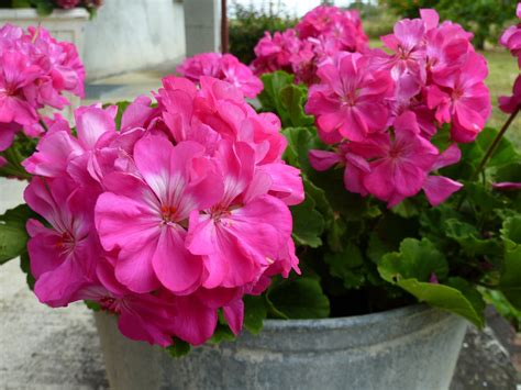 Free Images : flower, petal, pink, geranium, shrub, lilac, flowering plant, flowers in pots ...