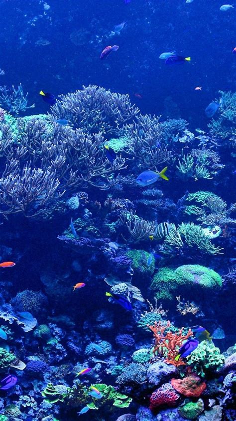 Coral Reef Pictures iPhone 6 Wallpaper 25137 - Underwater iPhone 6 Wallpapers # i… | Underwater ...