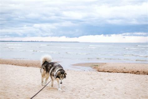 20 Best Dog-Friendly Beaches in Southwestern Ontario (2023 ...