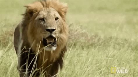 Nat Geo Wild Lion GIF by Savage Kingdom - Find & Share on GIPHY